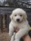 What To Feed A Great Pyrenees Puppy