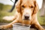 Is Soft Water Bad For Dogs