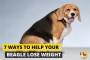 How To Help My Beagle Lose Weight