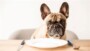 Best Treats For French Bulldog Puppies