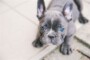 French Bulldog Allergic To Royal Canin