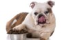Best Puppy Food To Prevent Gas