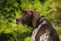 Best Puppy Food For German Shorthaired Pointer