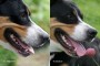 Dog Teeth Before And After Raw Diet