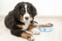Best Dog Food For A Bernese Mountain Dog