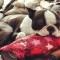 How Much To Feed A Boston Terrier Puppy