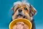 Best Dog Food Quiz
