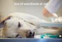 Dog Teeth Cleaning Anesthesia Side Effects