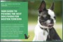 Best Dog Food For Boston Terrier With Allergies