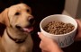 What Foods Make Dogs Hyper