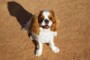 Raw Diet For Cavalier King Charles