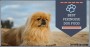 What Is The Best Dog Food For Pekingese