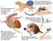 Do Dogs Need Heartworm Medicine In The Winter