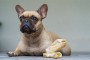 Best Chews For French Bulldogs