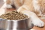 Dog Food To Reduce Shedding