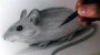 How To Draw A Mouse
