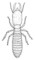 How To Draw A Termite