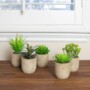 Decorating With Succulents