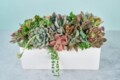 Succulent Decor