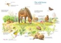 How Many Animals Of Each Species Were On The Ark