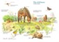How Many Animals Of Each Species Were On The Ark