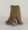 Where Can I Find Tree Stumps